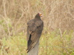 Cathartes burrovianus