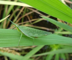 Atractomorpha crenulata