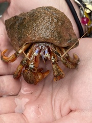 Pagurus acadianus