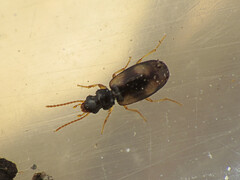 Metadromius myrmidon