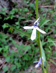 Lobelia anatina