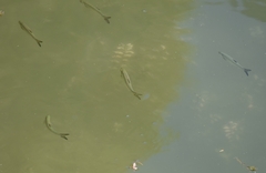 Hemiculter leucisculus