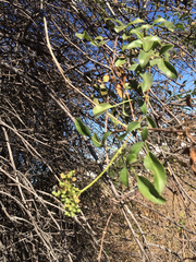 Sambucus cerulea