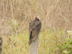 Cathartes burrovianus