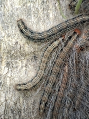 Lepidoptera