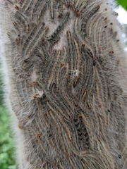 Lepidoptera