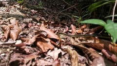 Dendrelaphis kopsteini