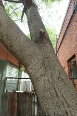 Albizia julibrissin