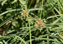 Cyperus sanguinolentus