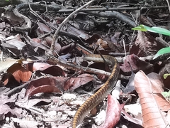 Dendrelaphis kopsteini