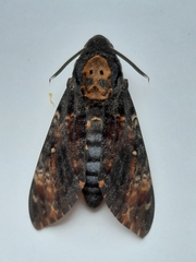Acherontia atropos
