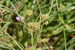 Cyperus sanguinolentus