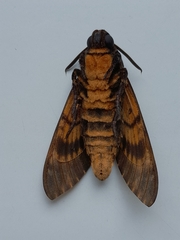 Acherontia atropos