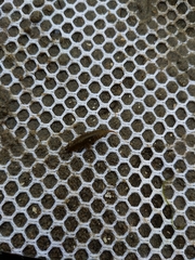 Crangon septemspinosa