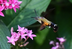 Macroglossum bombylans