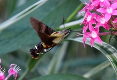 Macroglossum bombylans