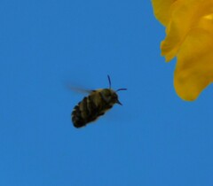 Anthophora californica