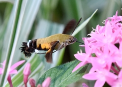 Macroglossum bombylans