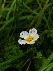 Batrachium
