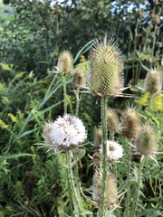 Dipsacus laciniatus