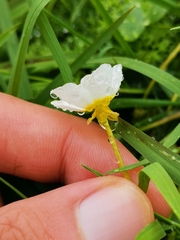 Batrachium
