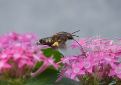 Macroglossum pyrrhosticta