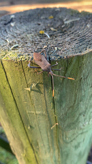 Acanthocephala terminalis