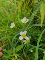 Batrachium