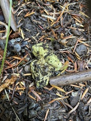 Truncocolumella citrina