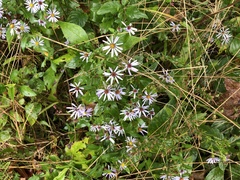 Symphyotrichum undulatum