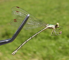 Lestes virens vestalis