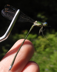 Lestes virens vestalis