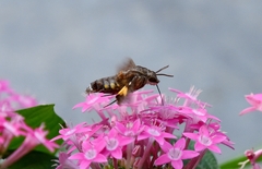 Macroglossum pyrrhosticta