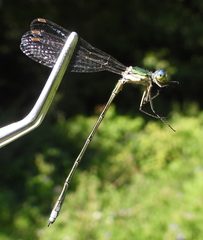 Lestes virens vestalis