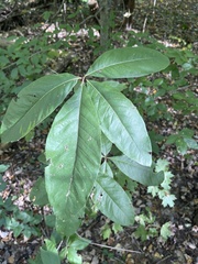 Quercus imbricaria
