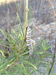 Danaus plexippus
