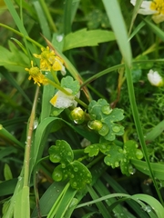 Batrachium