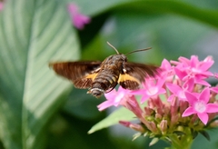 Macroglossum pyrrhosticta
