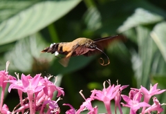 Macroglossum bombylans