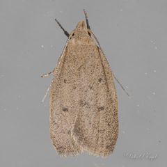 Inga obscuromaculella