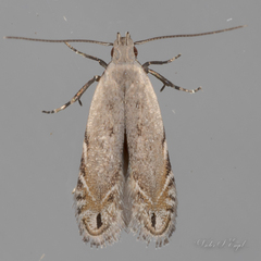 Battaristis concinnusella