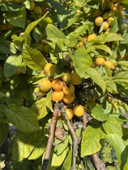 Malus prunifolia