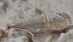 Euchromius