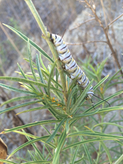 Danaus plexippus