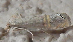 Euchromius