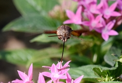 Macroglossum pyrrhosticta
