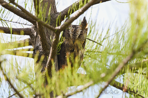 Autillo Oriental (Otus sunia)