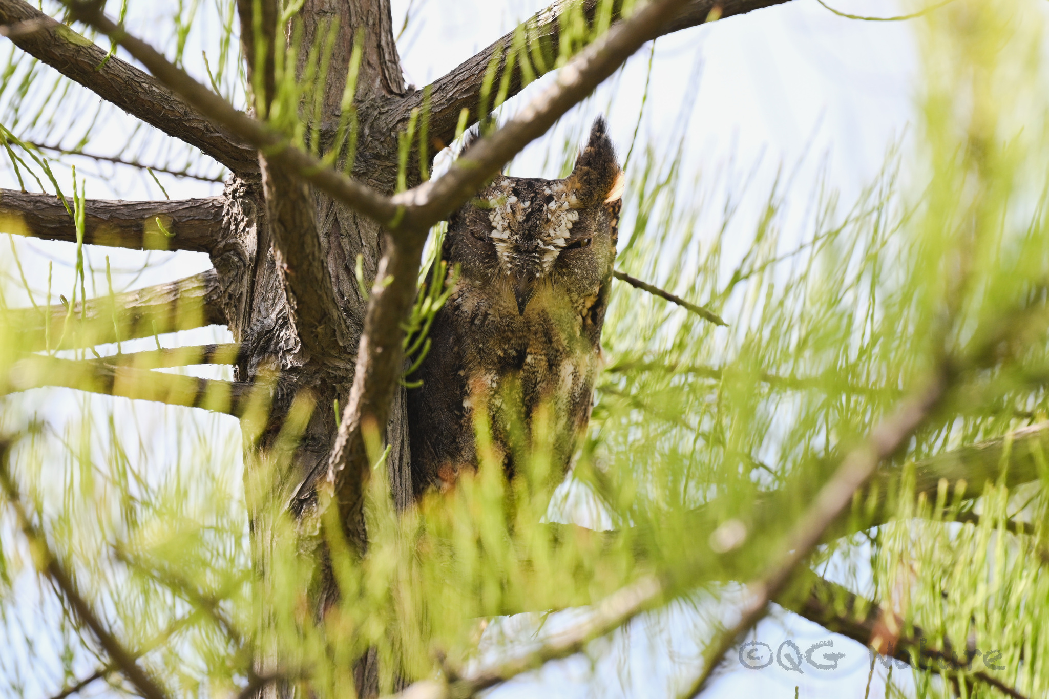 Oriental Scops Owl