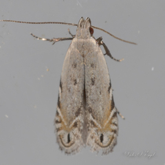 Battaristis concinnusella