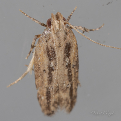 Hypatima